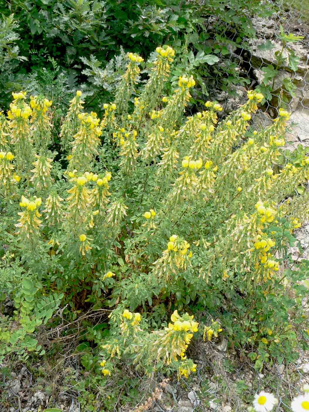 Fabacea - cfr. Ononis natrix